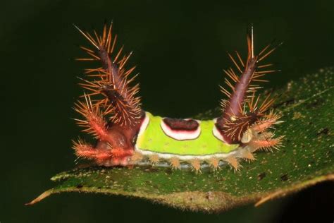 10 Remarkable Types Of Caterpillars And What They Become Venomous
