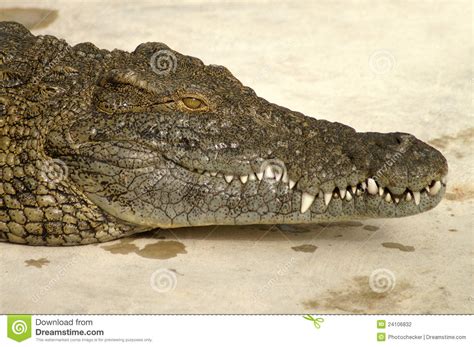 Alligator Face Stock Photo Image Of Fang Beast Carnivore 24106832