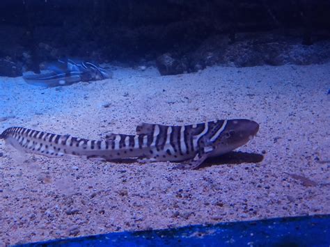 Juvenile Zebra Shark Stegostoma Fasciatum Zoochat