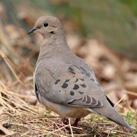 Quality growing supplies · home owner · hobbyist · professionals How to Keep Black Birds Away From Bird Feeders | Sciencing