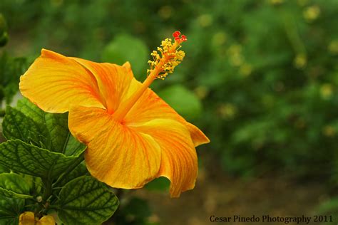 Flores De Colombia Saucos Jardinería