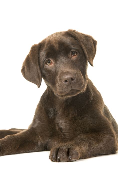 Your fourth month old is entering a growth spurt mentally and emotionally. 4 months old brown labrador retriever puppy lying down seen from the front, with its paws to the ...