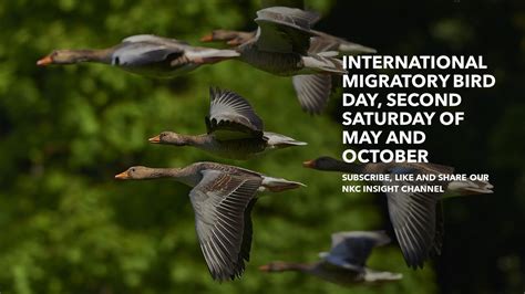 International Migratory Bird Day Second Saturday Of May And October
