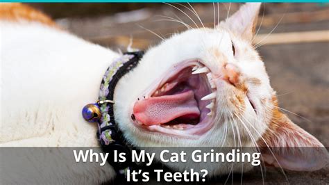 Jealous cat takes no prisoners. Why Is My Cat Grinding Its Teeth? (While Eating, Sleeping ...