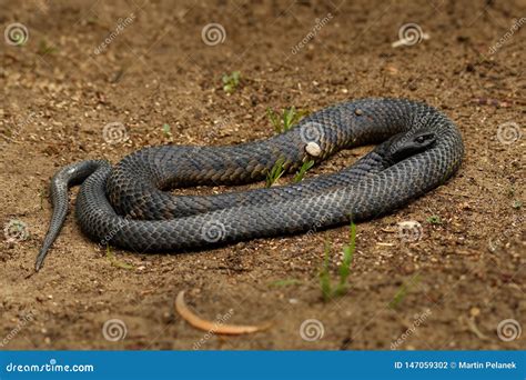 Tiger Snake Notechis Scutatus Highly Venomous Snake Species Found In