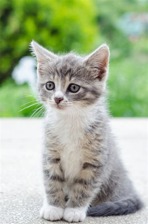 Cute Tabby Kitten Stock Image Image Of Outdoors Whiskers