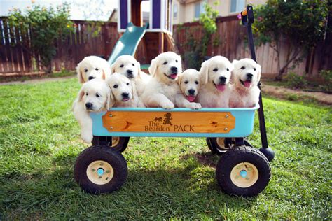 If you are looking to adopt or buy a golden retriever take a look here! English Golden Retriever Puppies for Sale The Bearden Pack