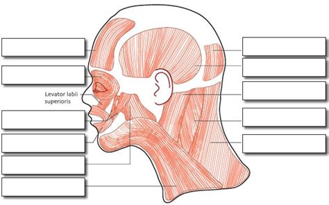 Label The Muscles Of The Head