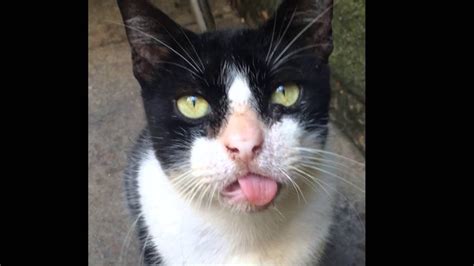 Habana Cat Sticking Tongue Out Youtube