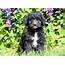 Lawrence  Aussiedoodle Mini Puppy For Sale Keystone Puppies