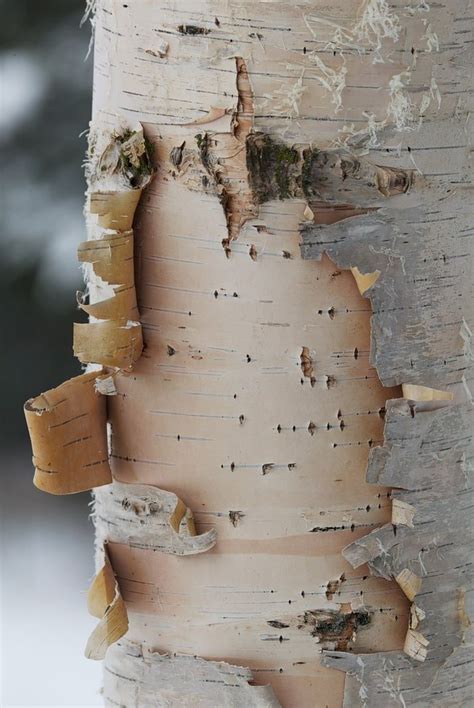 What is a Gray Birch Tree? (Details and Photos) - Home Stratosphere