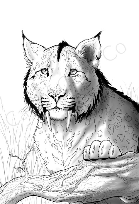 Saber Tooth Tigers Coloring Pages