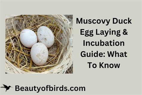 Muscovy Duck Egg Laying Incubation Guide Earth Life