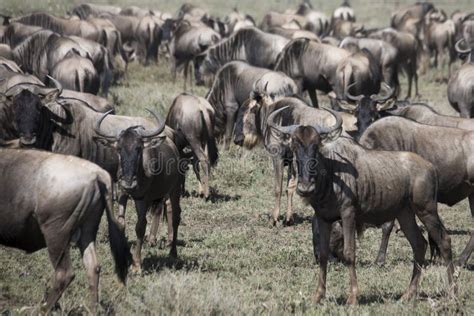 Herd During Wildebeest Great Migration In Serengeti National Par Stock