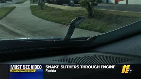 Snake Slithers Out Of Car Abc13 Houston