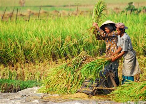 Panen Raya Padi ANTARA Foto