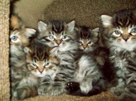 Nearly a third of cats in animal shelters are purebred, and some rescue organizations even specialize in particular breeds. Hypoallergenic Cats For Sale Near Me - Cat and Dog Lovers