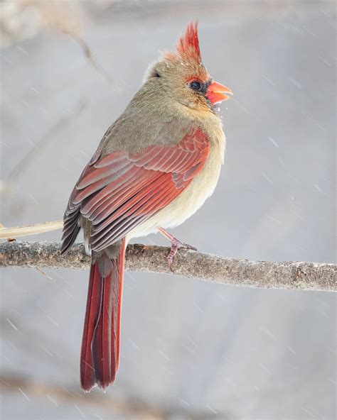 A Red And Gray Bird Sitting On Top Of A Tree Branch In The Snow With It