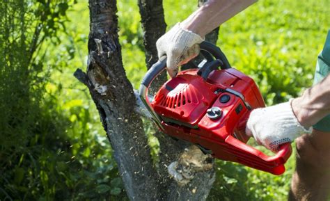 The Complete Guide To Total Tree Removal All You Need To Know