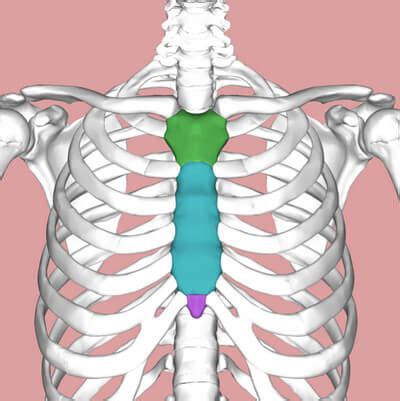 This guide gives a general overview of the anatomy of the thoracic spine. Xiphoid Process - Definition, Pain (Lump on Sternum)