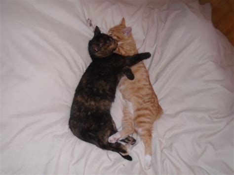Cats groom each other when they have bonded together. Why do my cats pause in the middle of play fighting? It's ...