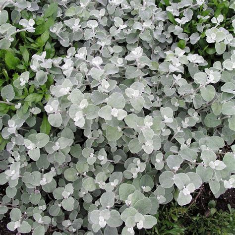 Helichrysum Petiolare Silver Licorice Plant Silver Plant Plants