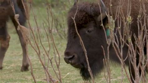 Watch Bison Take First Steps In The Wild Banff National Park Youtube