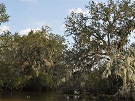 Louisiana Swamp And Bayou Half Day Airboat Tour From New Orleans Tours