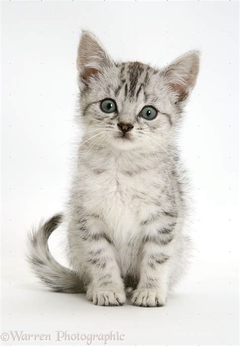 The bengal cat breed standard calls for spots to be horizontally aligned instead of the classic tabby's vertically aligned spots. Silver tabby Bengal-cross kitten photo WP14818