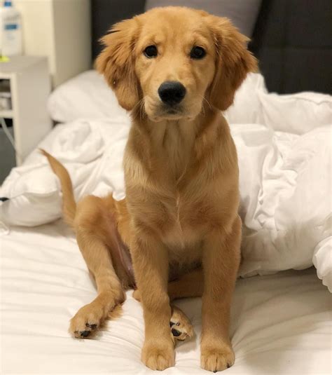 Visits and puppy travel are still available for you to receive a puppy at this time. Bear #goldenretriever | Golden retriever, Dogs golden ...
