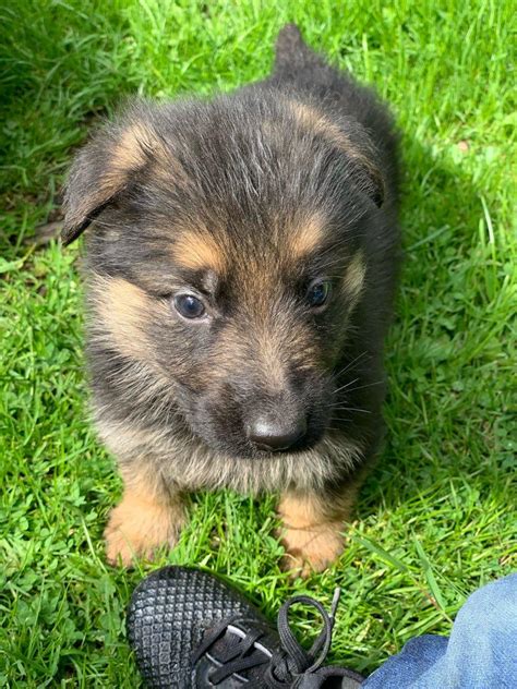 These playful, lovable german shepherd puppies grow into a powerful, intelligent, & protective dog breed. German Shepherd Puppies, Dogs, for Sale, Price