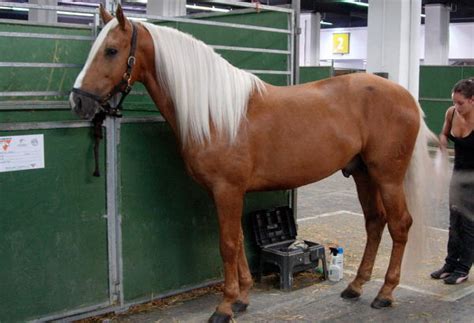 cream horse coat color dilution gene  equinest