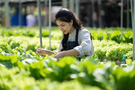 Exploring The Essence Of Korean Natural Farming Knf Harmony In Soil