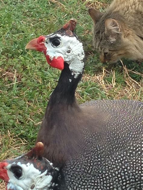 Why I Love Guinea Fowl Backyard Chickens Learn How To Raise Chickens