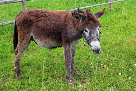 Equus Africanus Asinus Animal Foto Gratis En Pixabay Pixabay