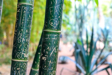 Green Bamboo Forest In A Park In A Natural Environment In Maraces Stock