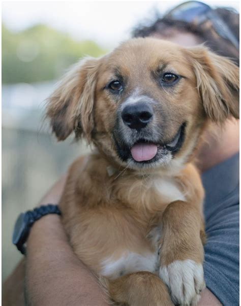 Adopt Kennison On Petfinder Shelter Dogs Adoption Dog Adoption