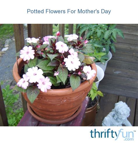 Potted Flowers For Mothers Day Thriftyfun