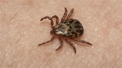 reality bites a humongous tick that chases its prey has been found in the netherlands mental