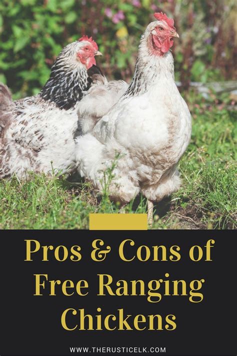 Pros Versus Cons Of Free Range Chickens Free Range Chickens Urban