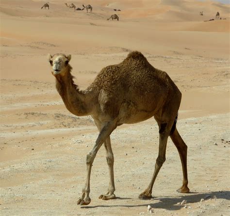 Free Images Landscape Sand Wildlife Fauna Dromedary Vertebrate Drought Vicuna Desert