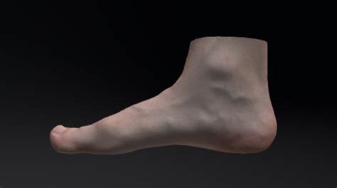 Caucasian Male Age 35 Right Foot With Texture 3d Model By Anatomy
