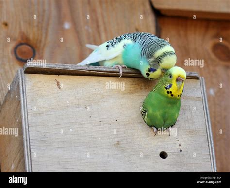 Balzendes Budgie Couple On Nest Box Stock Photo Alamy