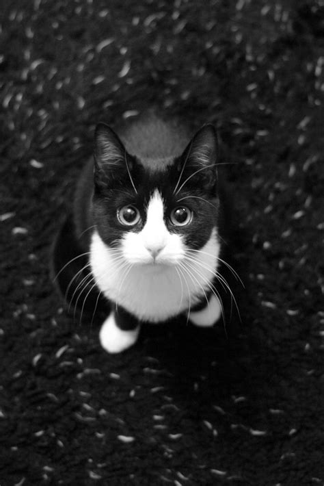 Melted butter is combined with brown sugar and white sugar. Ginny the Black and White Kitten | Ginny, taken in B&W due ...