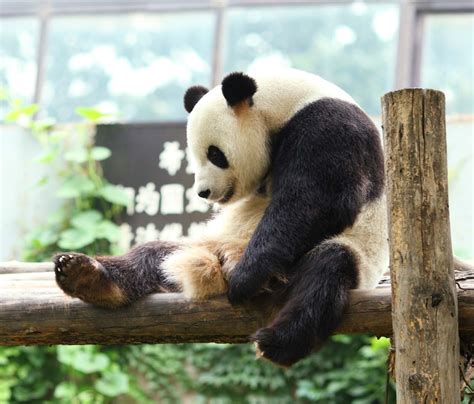 ジャイアントパンダgiant Panda素材 動物 無料素材・フリー素材画像検索