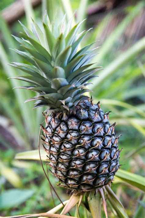 Fresh Pineapple On The Stem Stock Image Image Of Nature Plantation