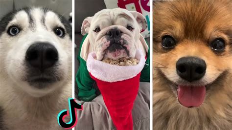 Doggos Doing Funny Things Tik Tok ~ Cutest Puppies Tiktok Compilation