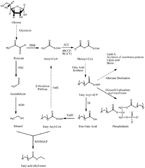 Constructed De Novo Biosynthetic Pathway Of Fatty Acid Ethyl Esters In