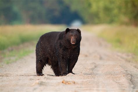 North Carolina Black Bear North Carolina Wildlife Photographer
