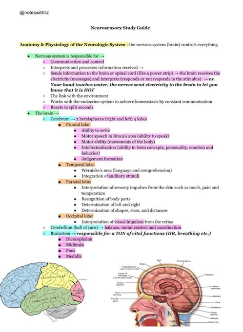 Medical Surgical Neuro Study Guide Etsy